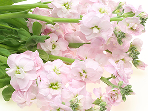Bouquet of Light Pink Flowers