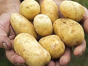 Farmers Hands Holding White Potatoes